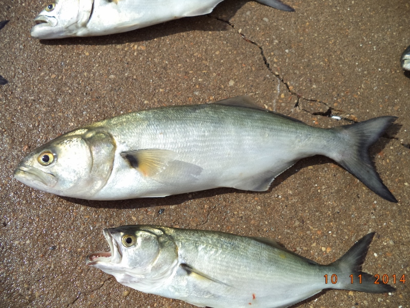 Bluefish On Top Water Lures