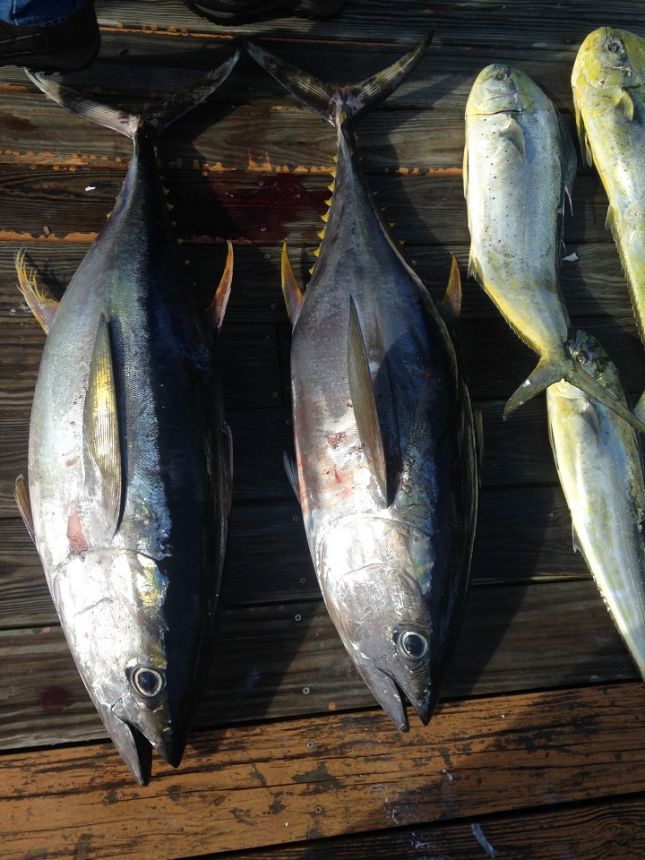 Tuna, Mahi,  And A White Marlin Release!