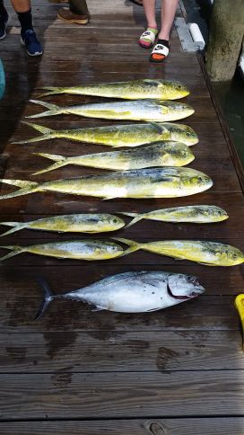 Red Drum & Sharks Inshore, Marlin, Tuna and Mahi Offshore