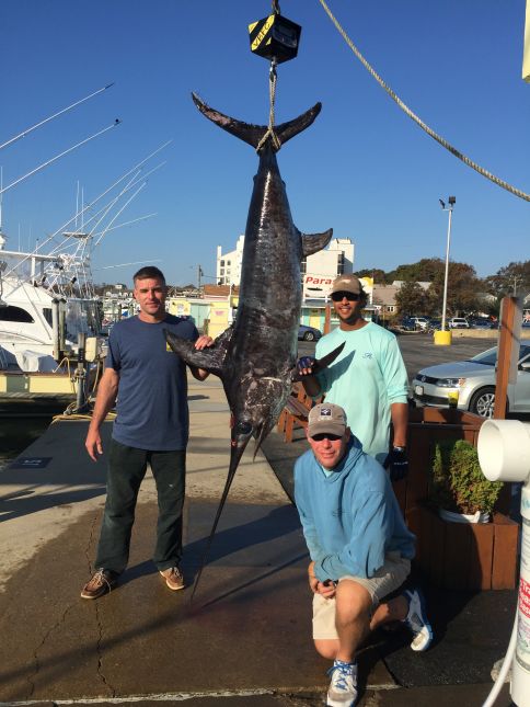 Bluefish Inshore And A Swordfish On The Docks