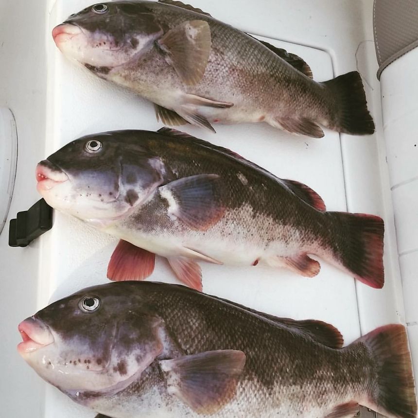 There is still a Tautog Bite