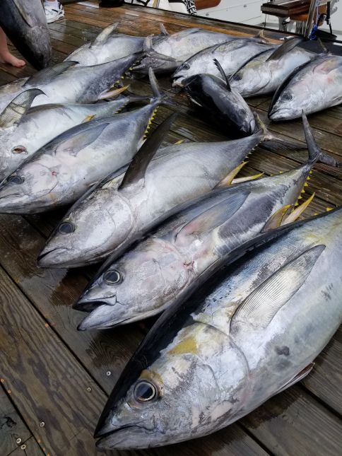 Some More Yellowfin!