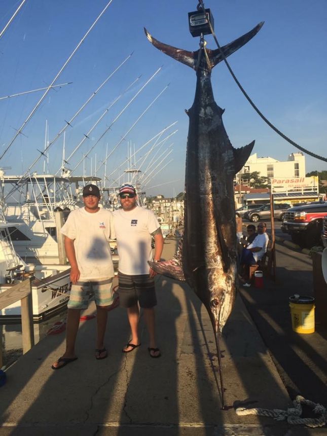 A BLUE MARLIN AND SOME BLUEFIN