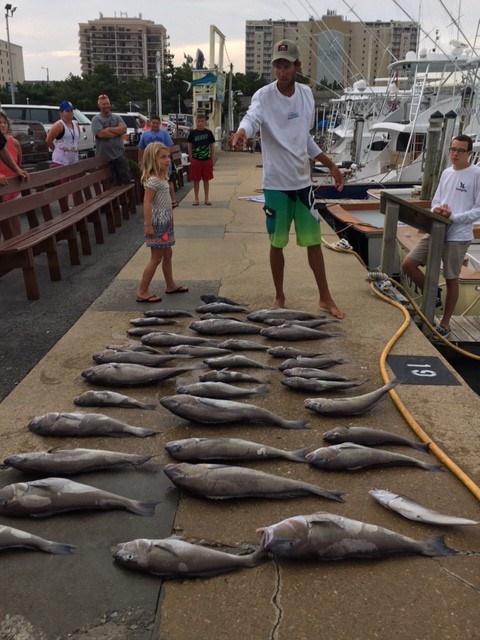 Bluefish and Sharks Inshore, Billfish and Blueline Offshore